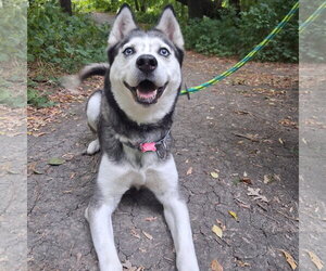 Sweatpants - Female Siberian Husky Dog for Adoption - Photo #2