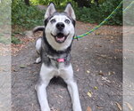 Small Photo #2 Siberian Husky Puppy For Sale in Fargo, ND, USA
