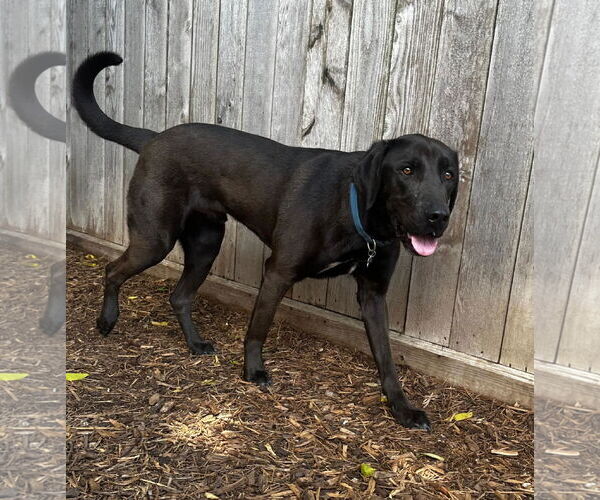 Medium Photo #9 Chocolate Labrador retriever-Labrador Retriever Mix Puppy For Sale in Houston, TX, USA