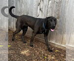 Small #8 Chocolate Labrador retriever-Labrador Retriever Mix