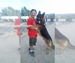 Father of the German Shepherd Dog puppies born on 05/31/2025