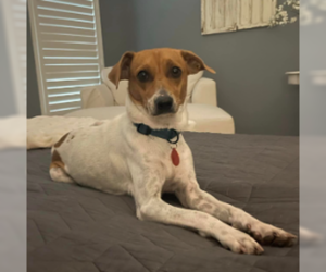 Jack Russell Terrier-Unknown Mix Dogs for adoption in Aurora, CO, USA