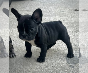 French Bulldog Puppy for sale in DIMONDALE, MI, USA