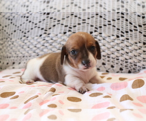 Dachshund Puppy for sale in SHILOH, OH, USA