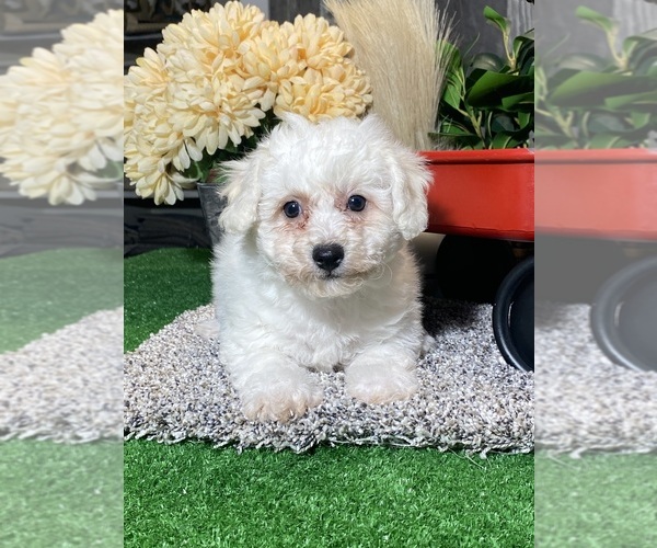 Medium Photo #5 Bichon Frise Puppy For Sale in CANOGA, NY, USA