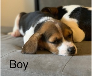 Beagle Puppy for sale in SANTA CLARITA, CA, USA