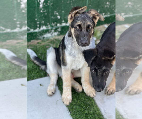 Medium Photo #2 German Shepherd Dog Puppy For Sale in San Diego, CA, USA