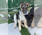 Small #1 German Shepherd Dog