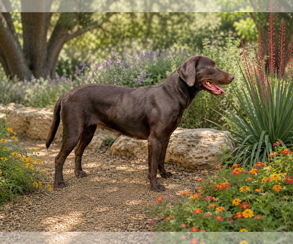 Medium Photo #3 Labrador Retriever Puppy For Sale in PIPE CREEK, TX, USA