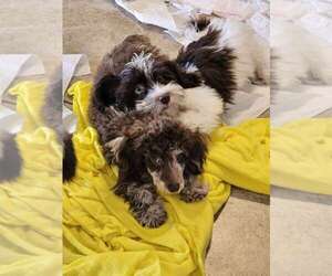 Havanese Puppy for sale in TUCSON, AZ, USA