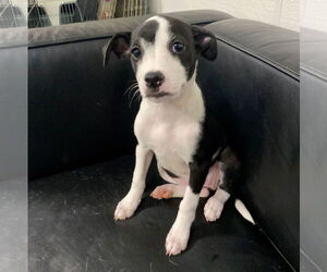 Boston Terrier Dogs for adoption in GILBERTS, IL, USA