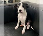 Small Boston Terrier