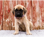 Small Photo #40 Mastiff Puppy For Sale in WAKARUSA, IN, USA