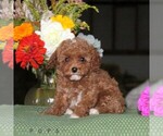 Flower - Female Poodle (Toy) Puppy for Sale - Small photo