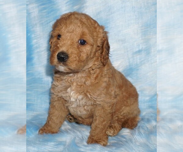 Medium Photo #1 Labradoodle Puppy For Sale in LA HABRA, CA, USA