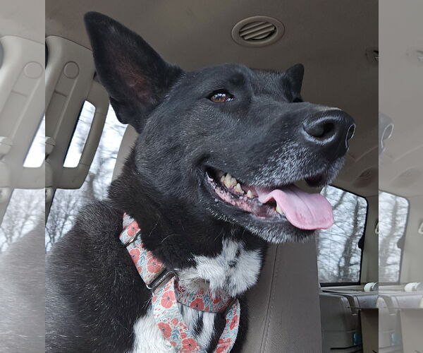 Medium Photo #1 Mutt Puppy For Sale in Brooklyn Center, MN, USA