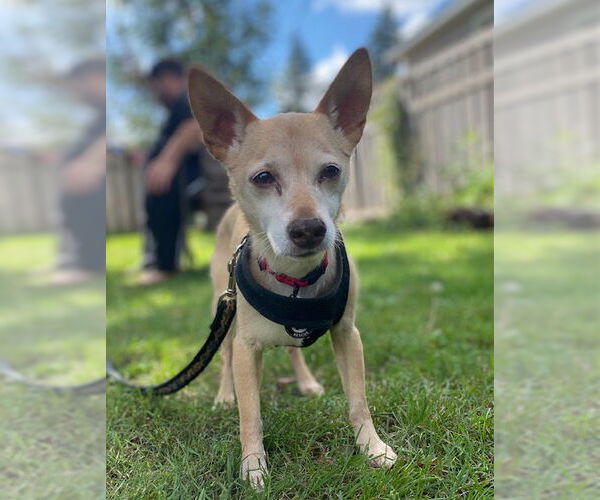 Medium Photo #5 Rat-Cha Puppy For Sale in Princeton, MN, USA