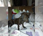 Small #2 Dachshund Mix