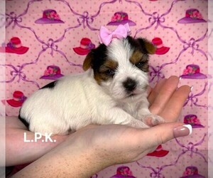 Yorkshire Terrier Puppy for sale in WINNSBORO, LA, USA