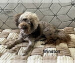 Small #1 Havanese Mix