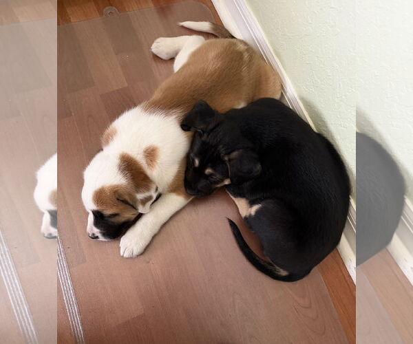 Medium Photo #9 Australian Shepherd-Unknown Mix Puppy For Sale in Valrico, FL, USA