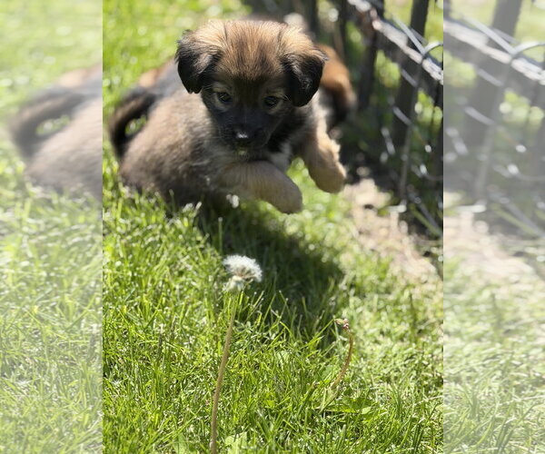 Medium Photo #2 Chihuahua-Unknown Mix Puppy For Sale in Plainfield, IL, USA