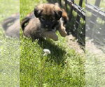 Small #1 Chihuahua Mix