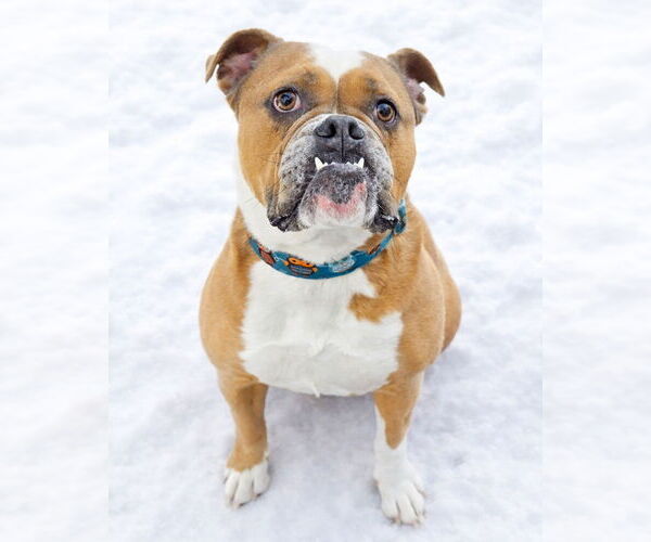 Medium Photo #4 Bulldog Puppy For Sale in Westminster, MA, USA