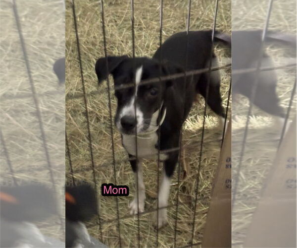 Medium Photo #5 Mutt Puppy For Sale in Tarrytown, GA, USA