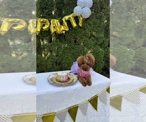 Mother of the Poodle (Toy) puppies born on 07/27/2025