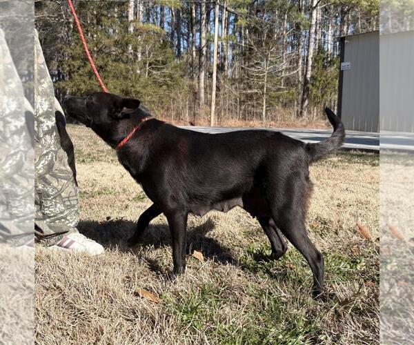 Medium Photo #4 Mutt Puppy For Sale in Yardley, PA, USA