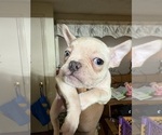 Small #3 French Bulldog