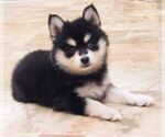 Small Photo #5 Pomsky Puppy For Sale in SEBRING, FL, USA