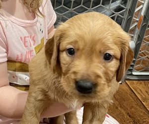 Golden Retriever Puppy for Sale in MOGADORE, Ohio USA