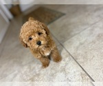 Small #7 Maltipoo