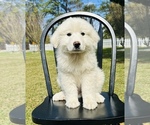 Small Photo #3 Great Pyrenees Puppy For Sale in OCALA, FL, USA