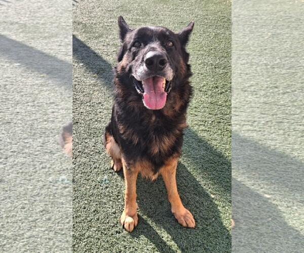 Medium Photo #2 German Shepherd Dog-Unknown Mix Puppy For Sale in Rockwall, TX, USA