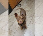 Small #8 American Staffordshire Terrier-Bulldog Mix