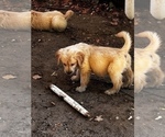 Small Photo #14 Golden Retriever Puppy For Sale in ORCHARD, NE, USA