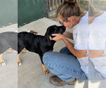 Small #1 Labrador Retriever Mix