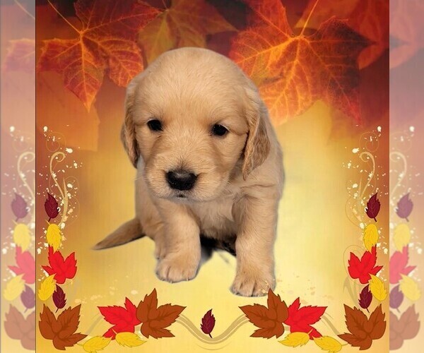Medium Photo #9 Golden Retriever Puppy For Sale in BLACK FOREST, CO, USA