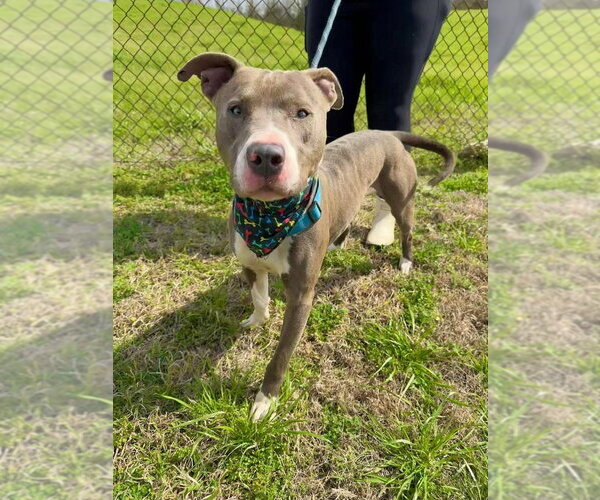 Medium Photo #1 American Pit Bull Terrier-American Staffordshire Terrier Mix Puppy For Sale in Brewster, NY, USA