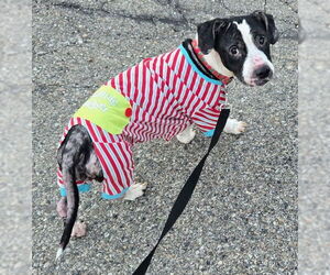 American Pit Bull Terrier-Basset Hound Mix Dogs for adoption in Clarkston, MI, USA