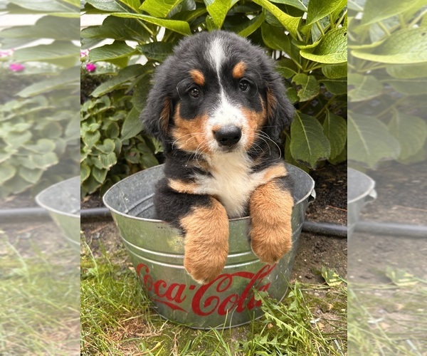 Medium Photo #2 Bernese Mountain Dog Puppy For Sale in MIDDLEBURY, IN, USA
