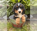 Small #1 Bernese Mountain Dog