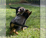 Small Photo #321 German Shepherd Dog Puppy For Sale in WELLINGTON, FL, USA