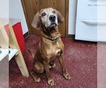 Small #12 Coonhound