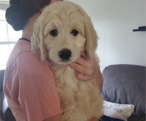 Goldendoodle Puppy for sale in MONETTA, SC, USA