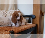 Small Photo #5 Basset Hound Puppy For Sale in CUMMING, GA, USA