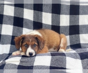 Australian Cattle Dog-Border Collie Mix Puppy for sale in LAKELAND, FL, USA